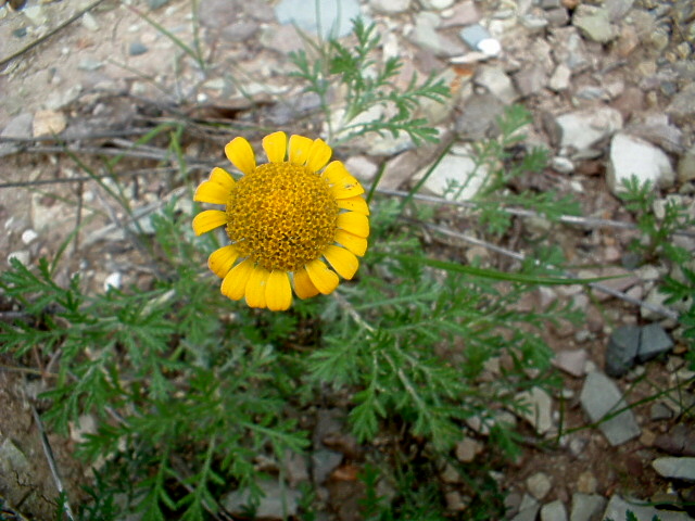 Cota tinctoria / Camomilla per tintori